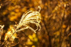 _DSC0083