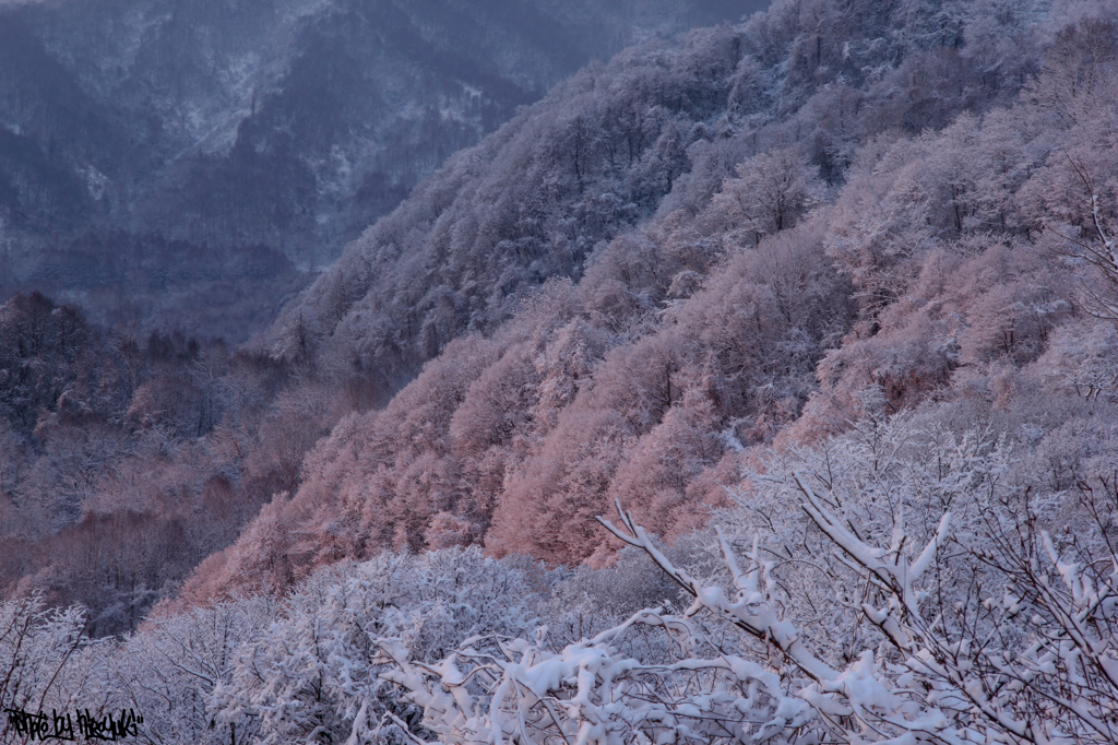 雪に包まれ朝焼けに照らされる木々