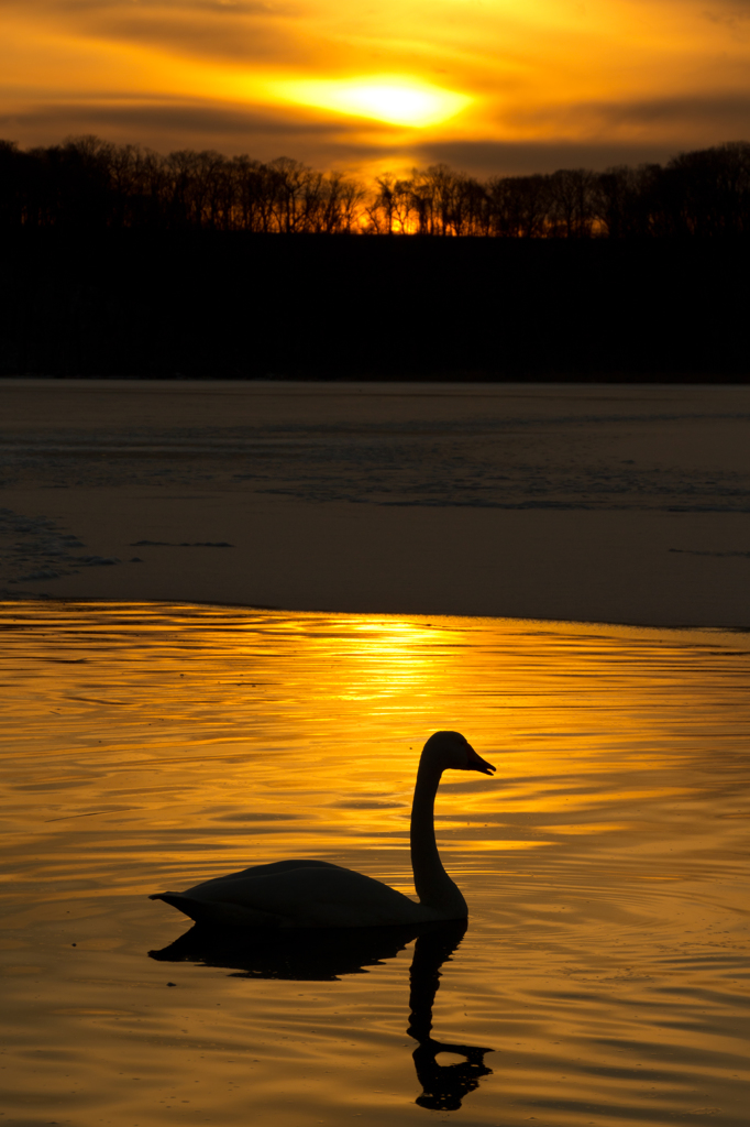 夕日と白鳥
