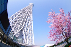 東京スカイツリー2014 春