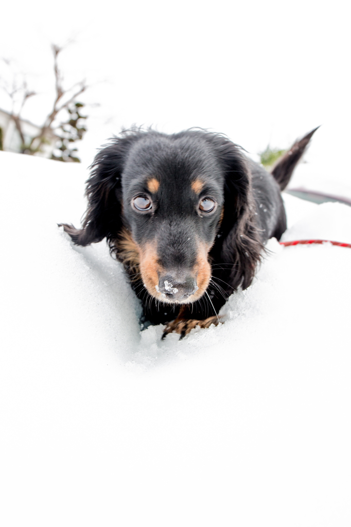 気の毒犬