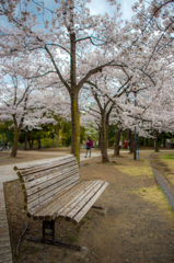 桜への嫉妬４