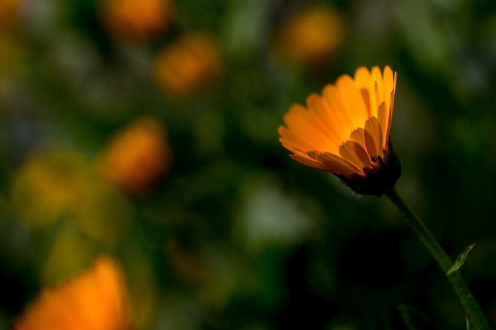 野に咲く花