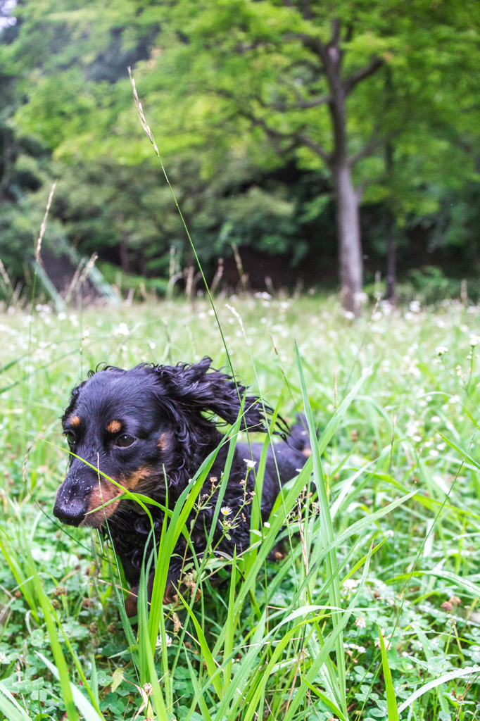 除草部隊の出番