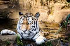 多摩動物公園探検２　～のび太さんのエッチ！～