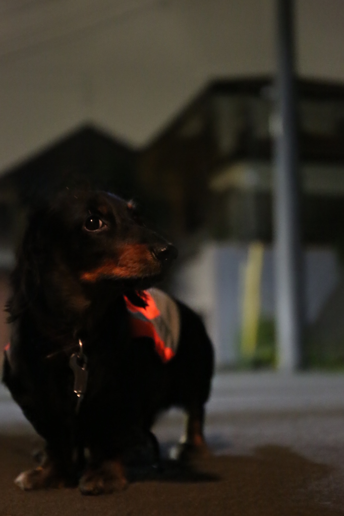真夜中のパトロール。