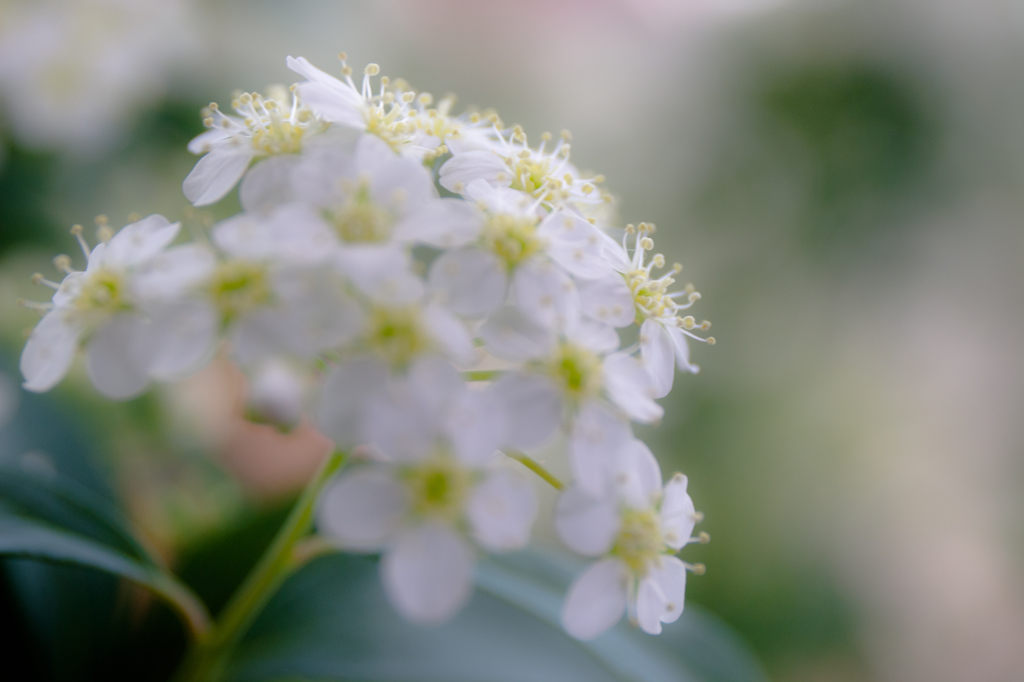 お花屋さんにて