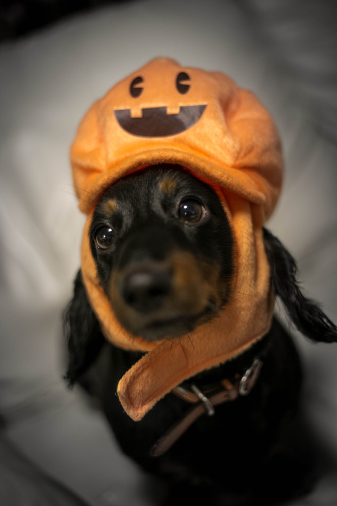 ハピハロウィン