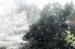 桜吹雪