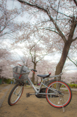 桜への嫉妬３