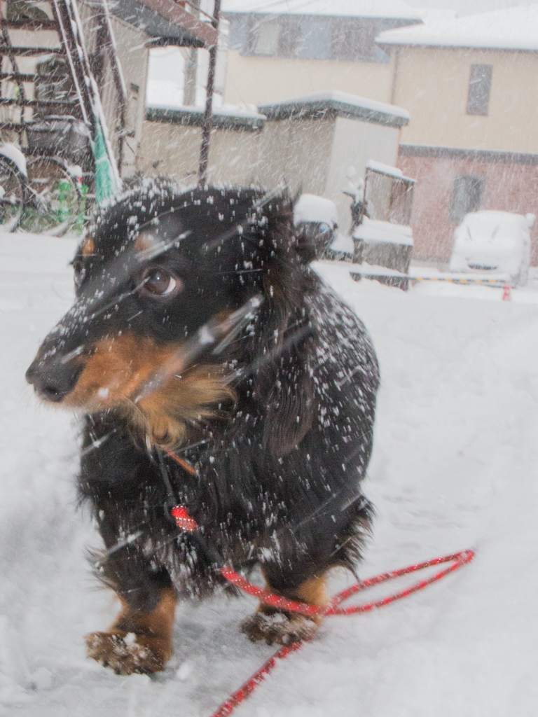 降雪パトロール