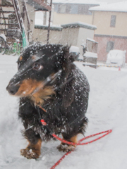 降雪パトロール