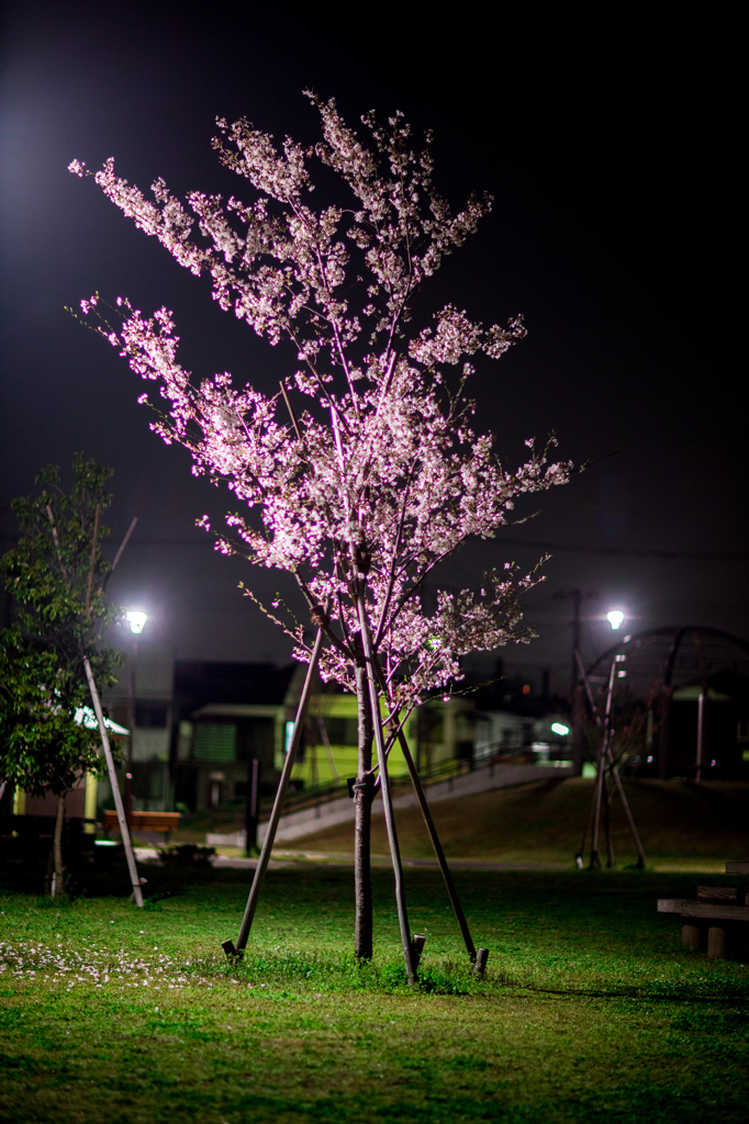 夜桜
