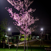夜桜