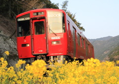 菜の花と一緒に