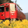 菜の花と一緒に
