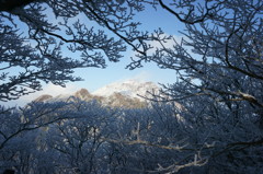 木々からの平成新山