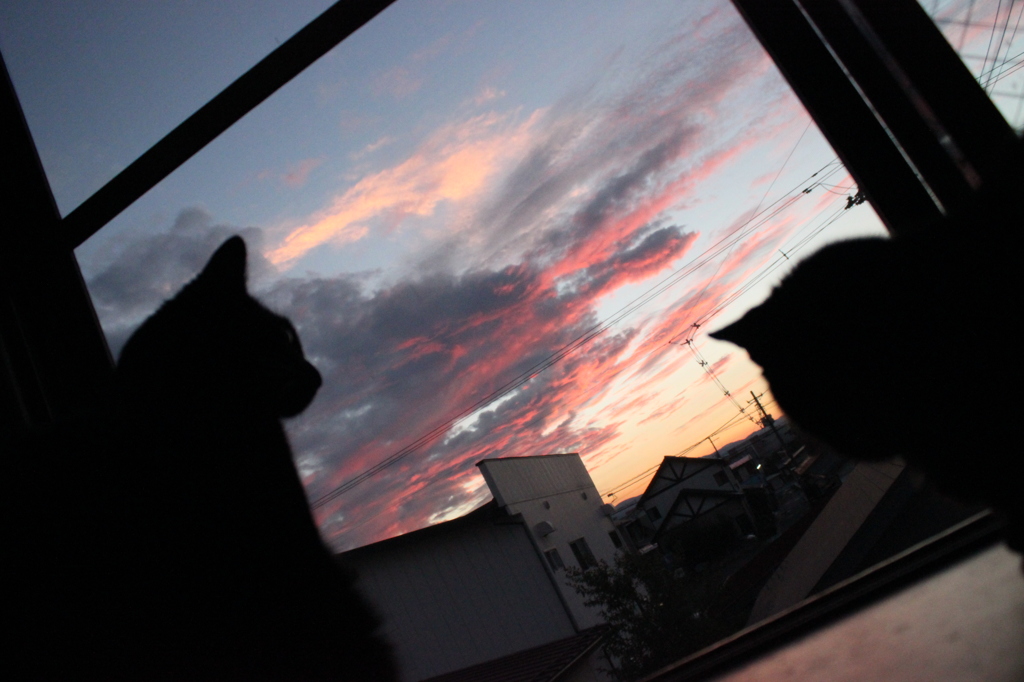 俺たち地黒族