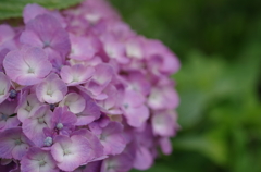 紫陽花（古代蓮の里6）