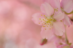 桃色の夢/河津桜