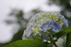 紫陽花（古代蓮の里7）