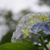 紫陽花（古代蓮の里7）