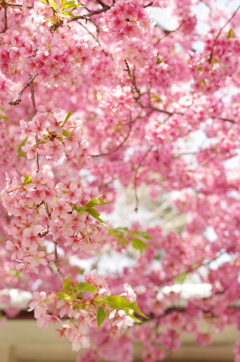 花暖簾/河津桜