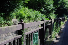 木陰を求めて
