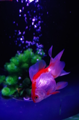 ひとりぼっち