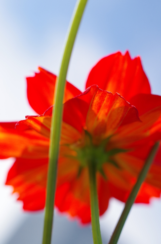 開花
