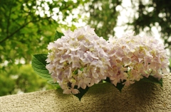 路地裏の紫陽花