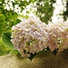 路地裏の紫陽花