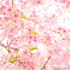 光に憧れて/河津桜