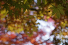 いろいろな紅葉