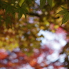 いろいろな紅葉