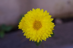 菊１