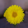 菊１
