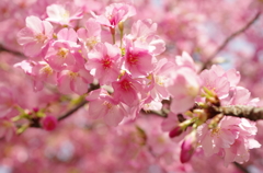 日光浴/河津桜