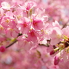 日光浴/河津桜