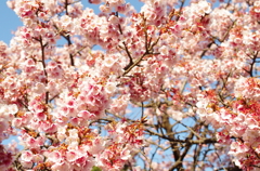 春爛漫