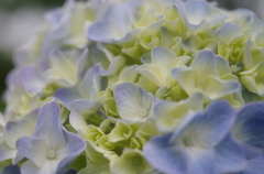 紫陽花（古代蓮の里5）