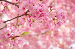 今もこれからも/河津桜