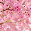 今もこれからも/河津桜