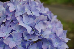 紫陽花（古代蓮の里2）
