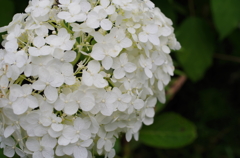 紫陽花（古代蓮の里4）