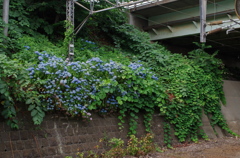 高架下の紫陽花と蔦