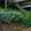 高架下の紫陽花と蔦