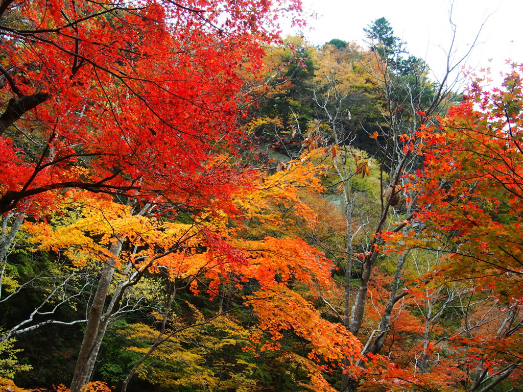 紅葉と蜂の巣