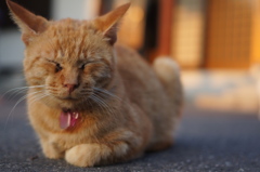 のんびり