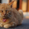 のんびり